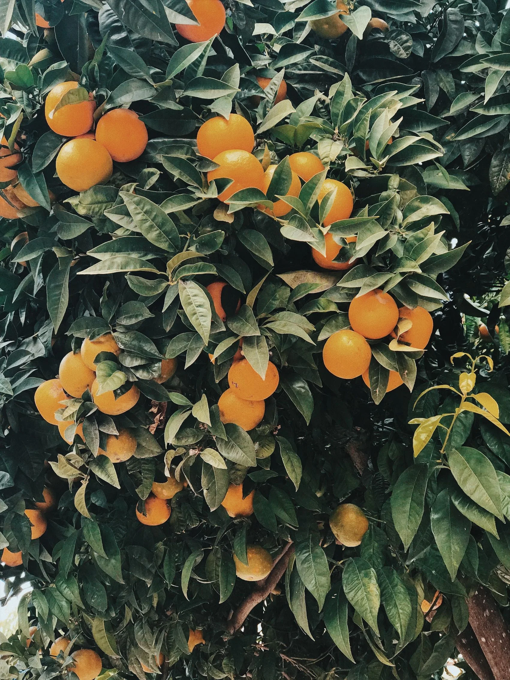orange grove resize.jpg