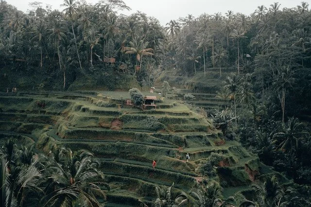 Bali Rice Terrace, Ubud