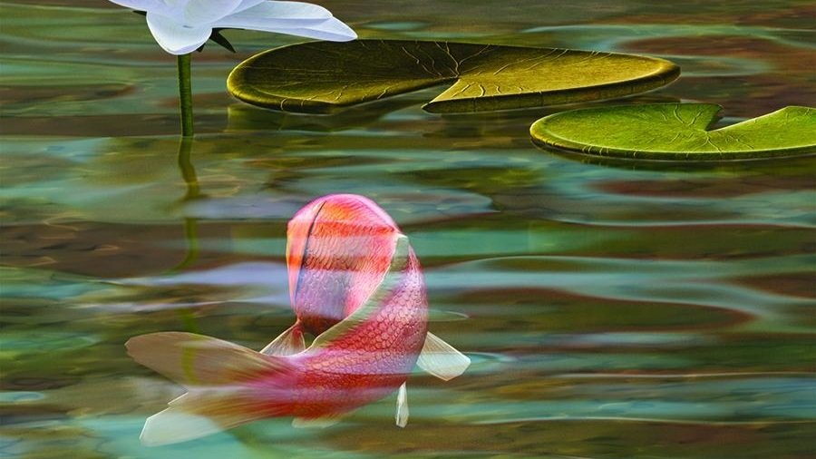 Close-Up of Koi Fish in a Water Garden Mural