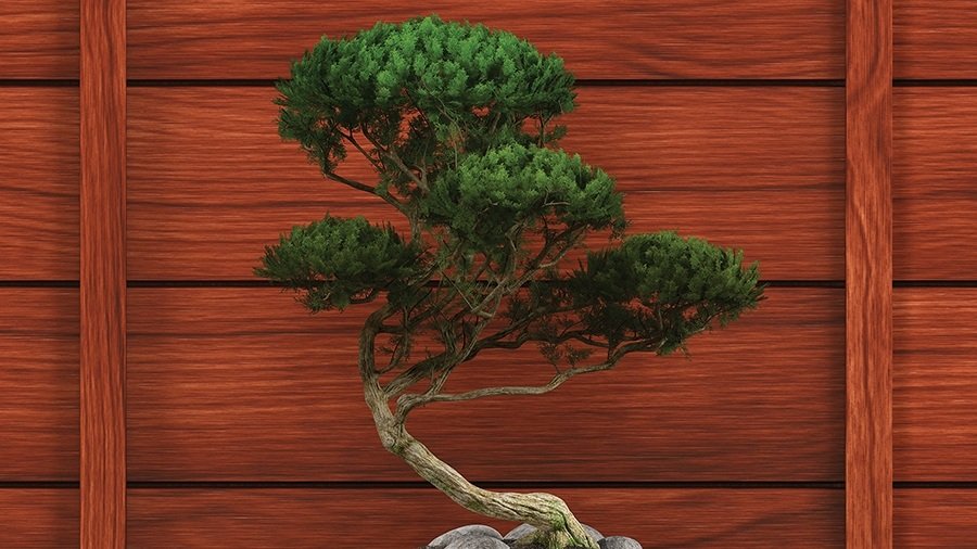 Close-Up of Bonsai Tree for Adult CT Room Mural