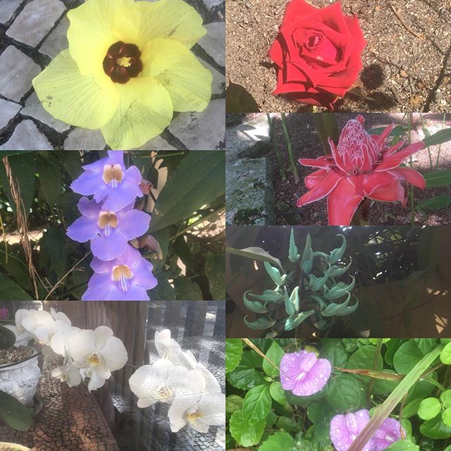 So many awesome #flowers in incredible colors and shapes! #Orchids of all kinds are just everywhere, hanging off of the city trees. #WeGoDeJaneiro #riodejaneiro #brasil #copacabana #ipanema