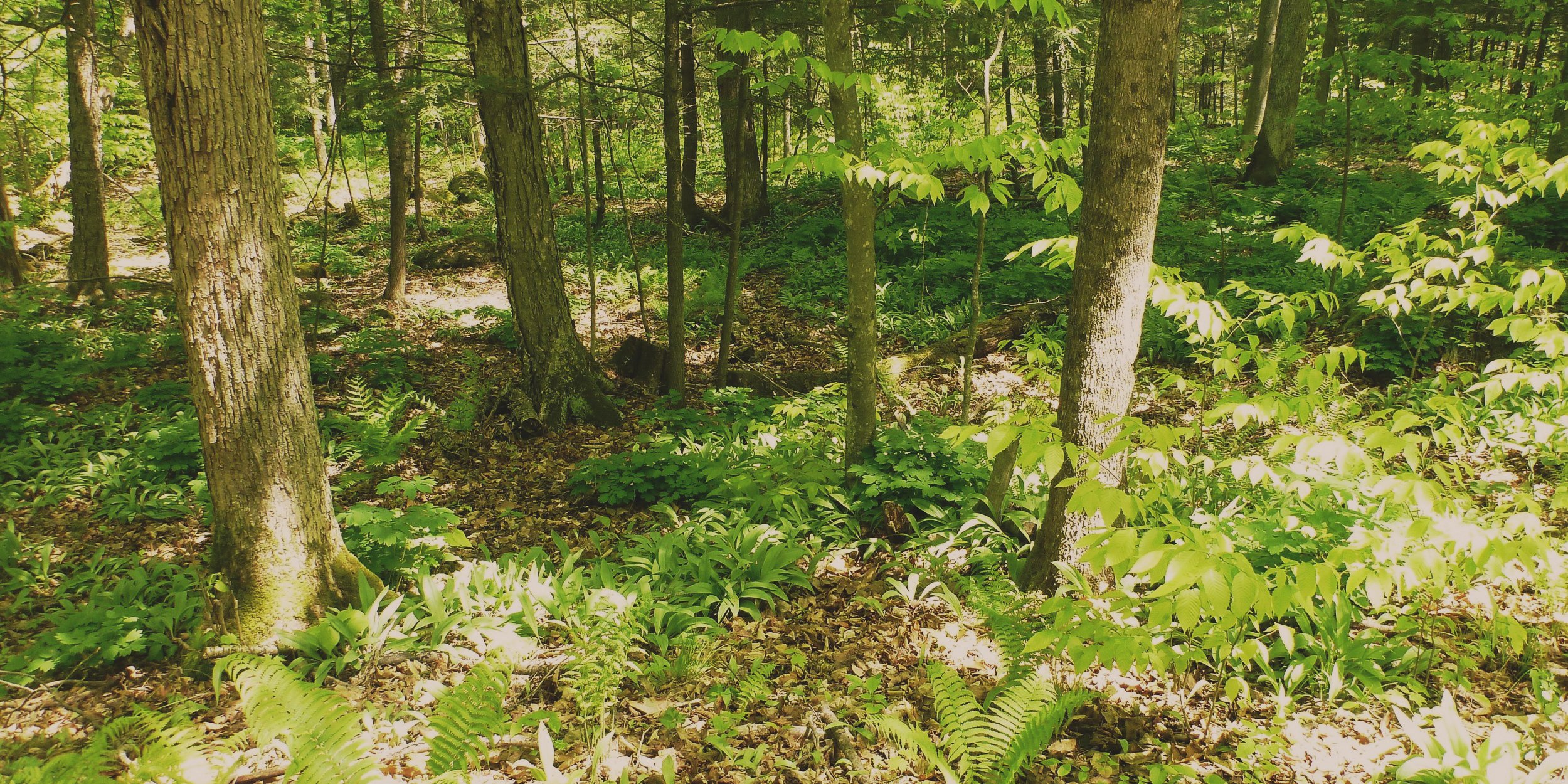 Séance de Shinrin Yoku en Montérégie