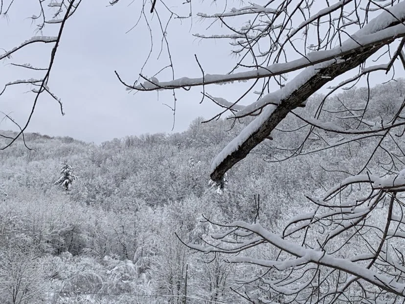 Séance de Shinrin Yoku, Lac Brome 