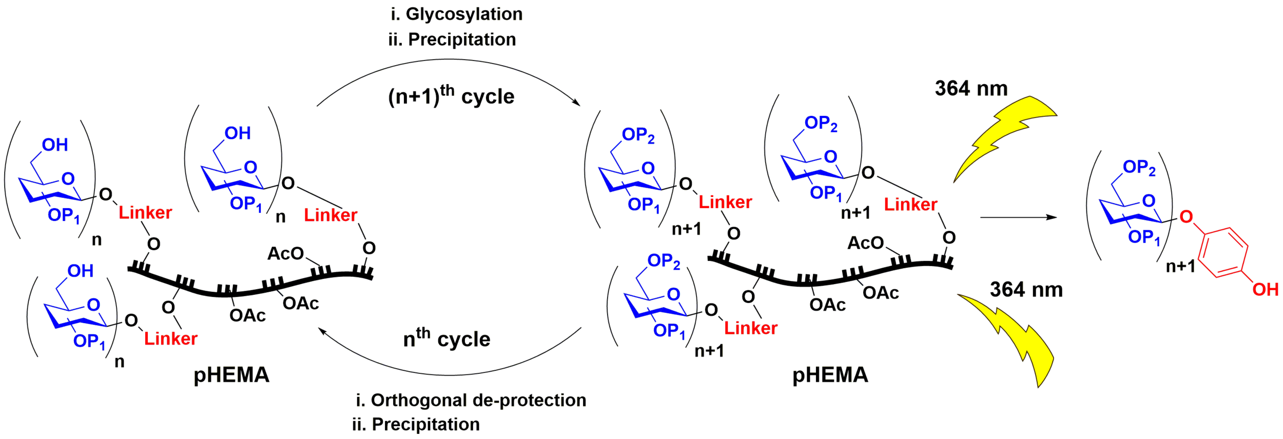New Paper Published on Oligosaccharide Synthesis on Soluble High-Molecular Weight pHEMA