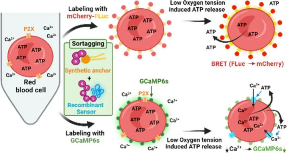 New Publication on a GPI Anchor Mimic and Application to Probing Cell Surface Signaling