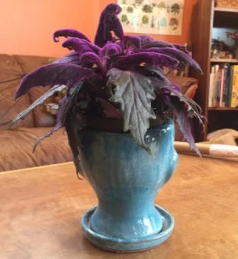 Photo of my brain on fear, courtesy of Anne Lippin.