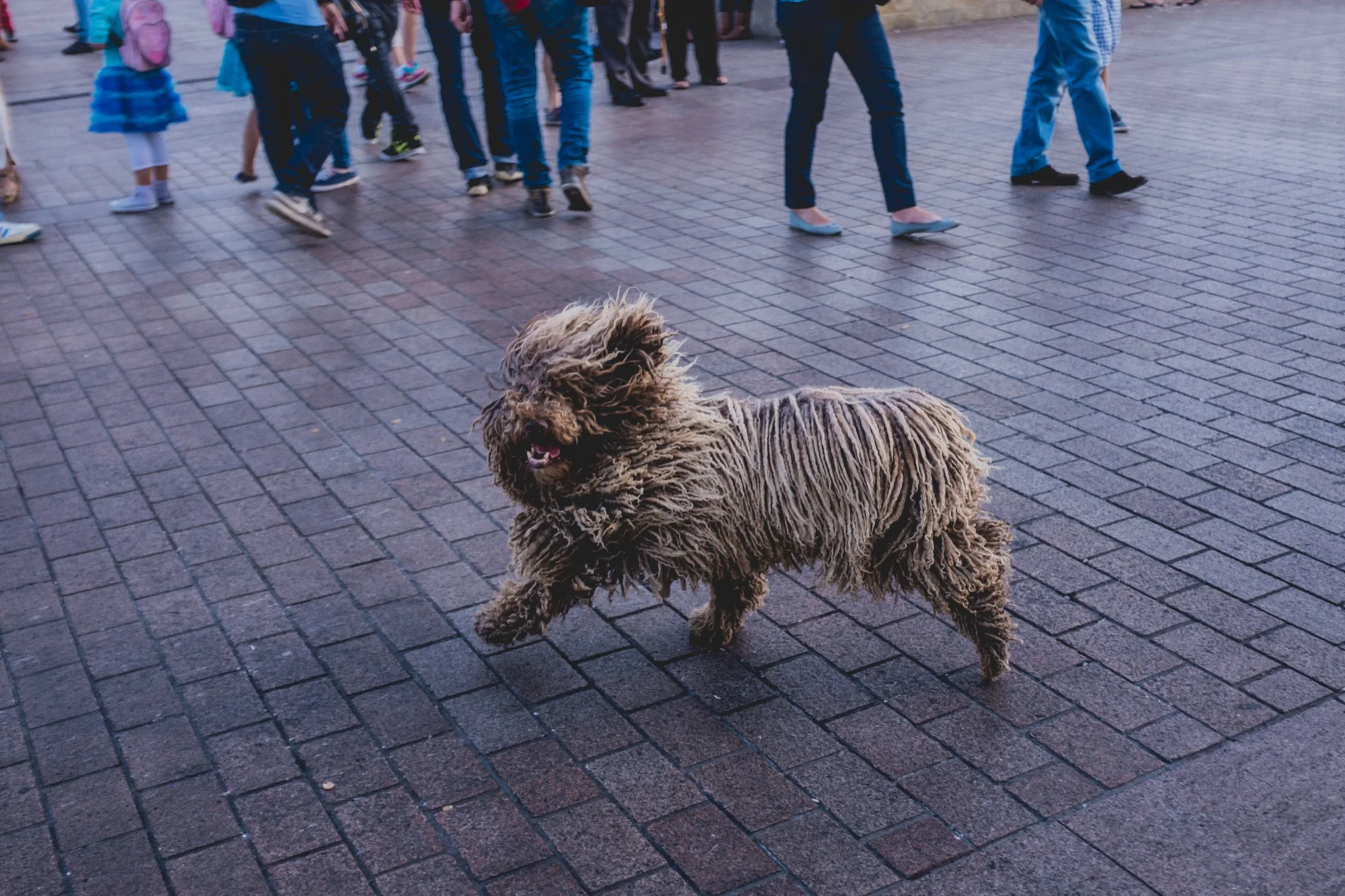 DSCF6615.jpg