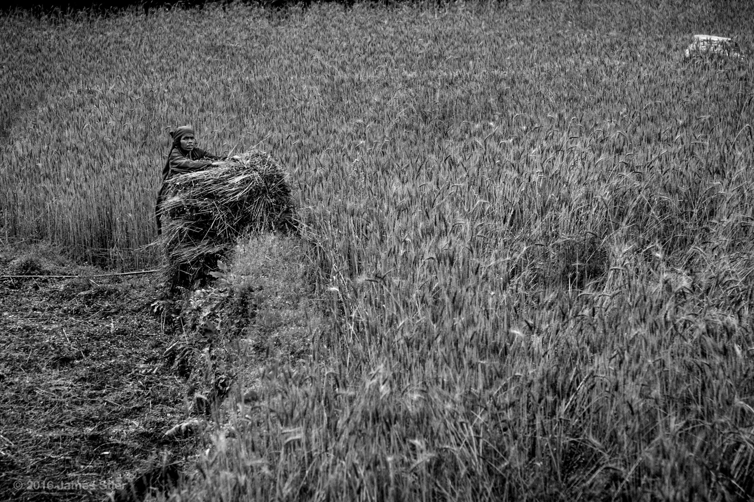 Harvest