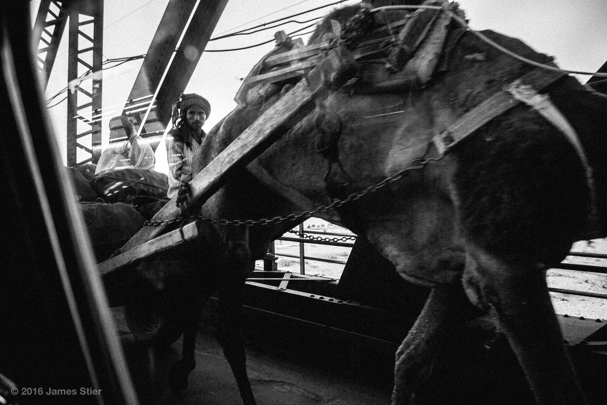 Camel