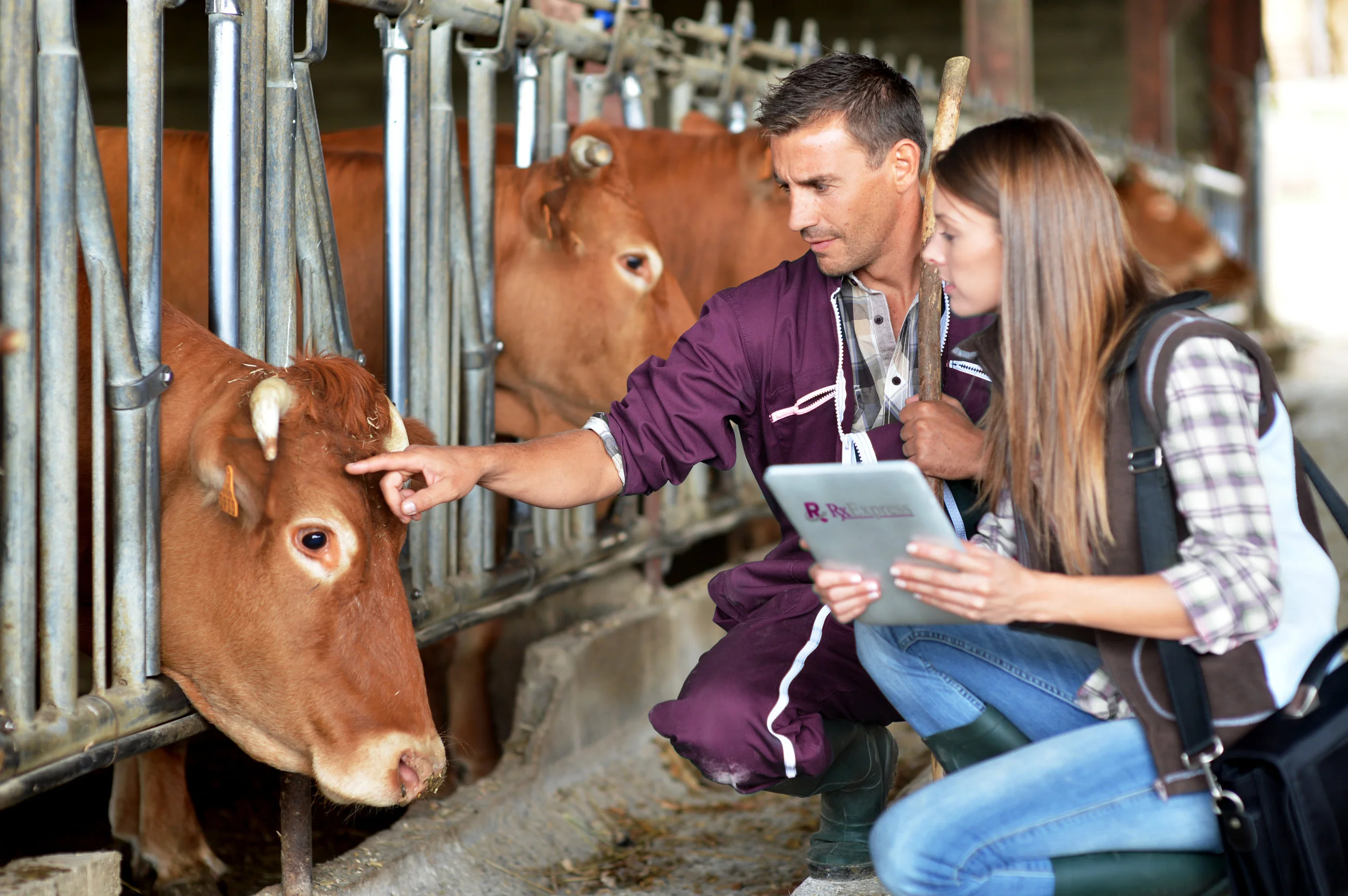 StockPhoto_Vets&Cow_Edited.jpg