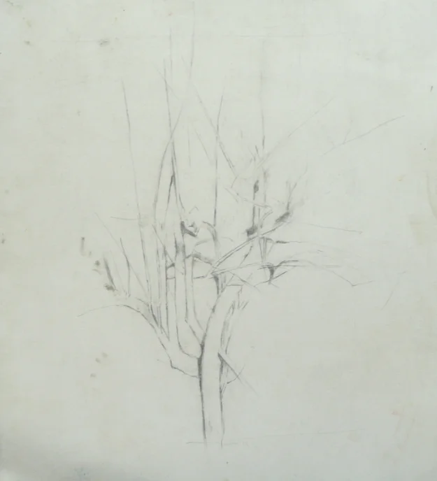 Study for Pear Tree