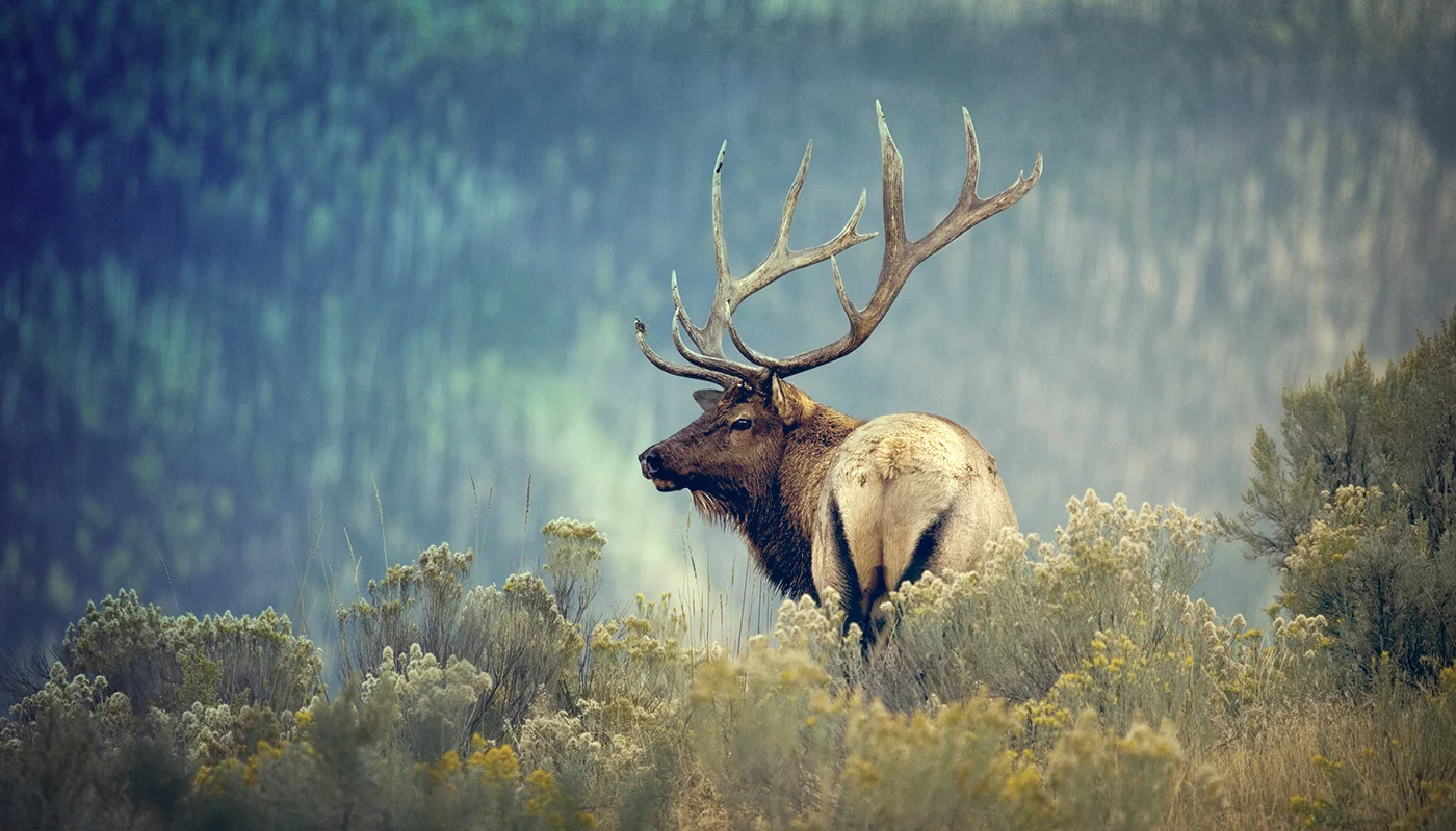 JJ_Web_ElkIvory_ELK-MEDIUM.jpg