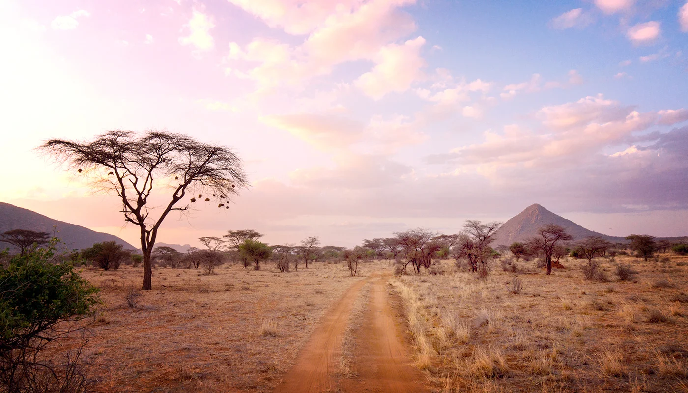 Elk Ivory By Jensen Ringmakers