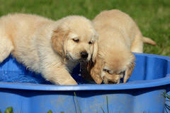 dogs in water 1.jpg