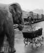 Elephant.jpg