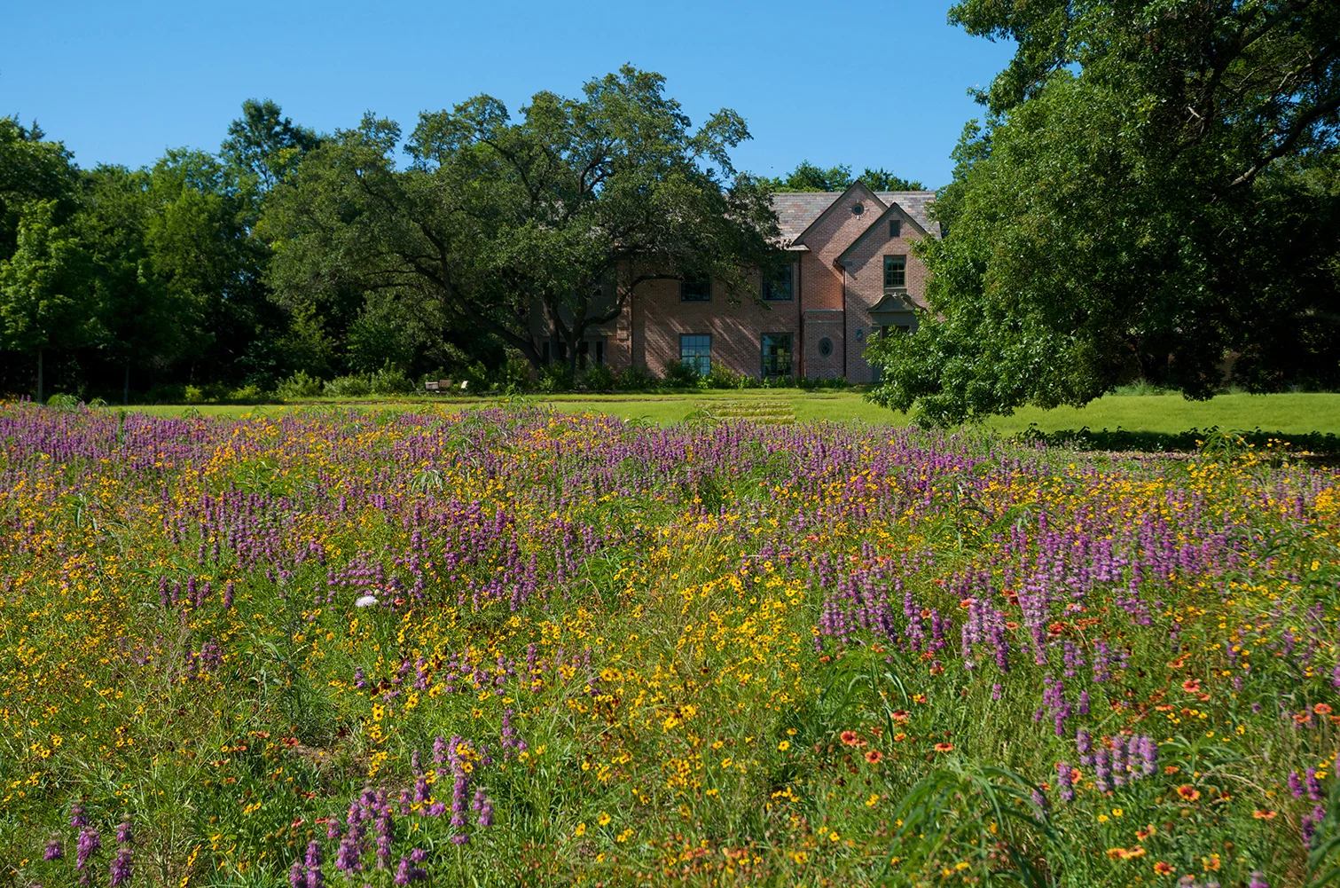 URBAN MEADOW