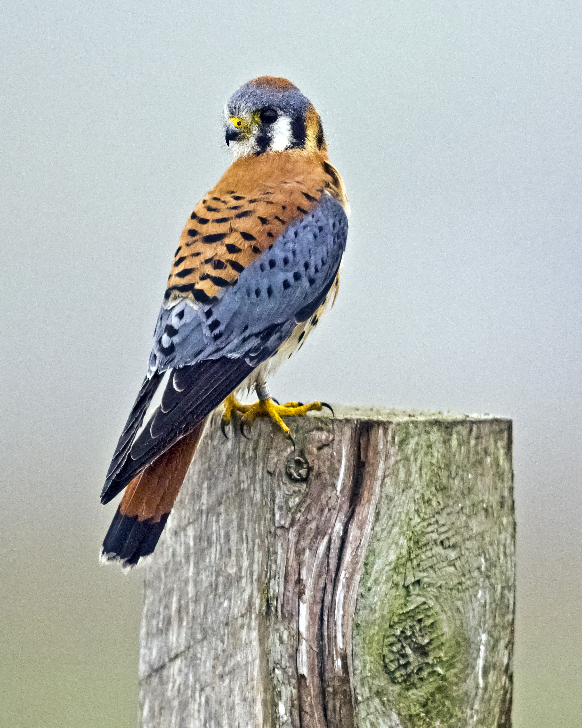 American Kestrel photo: Ed Stetson