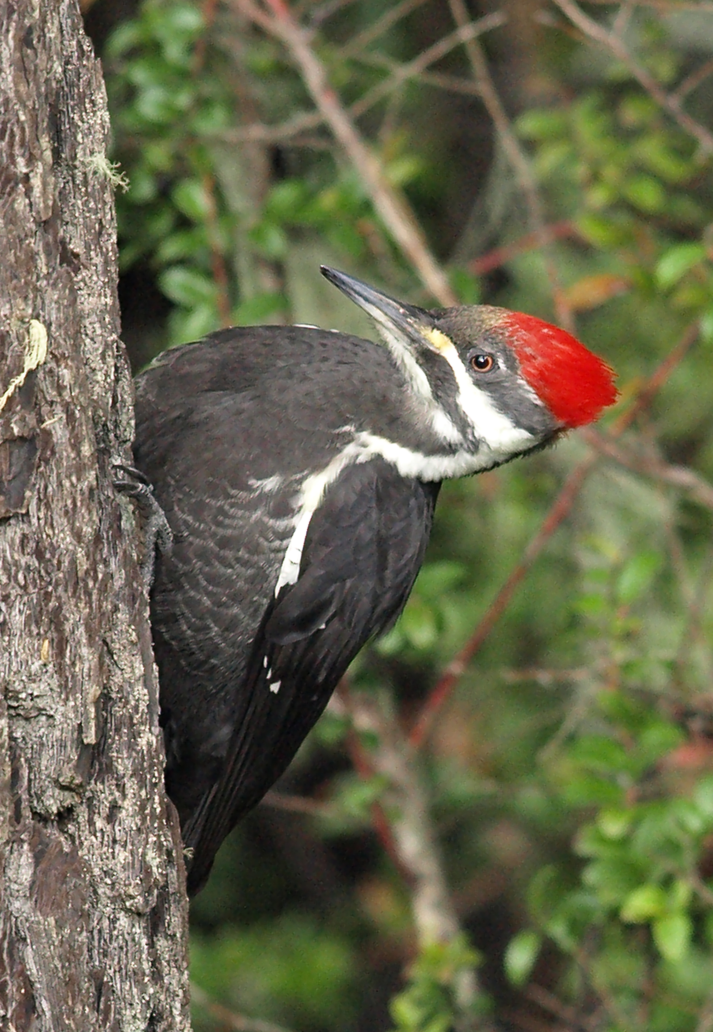 Pileated Woodpecker photo: Ed Stetson