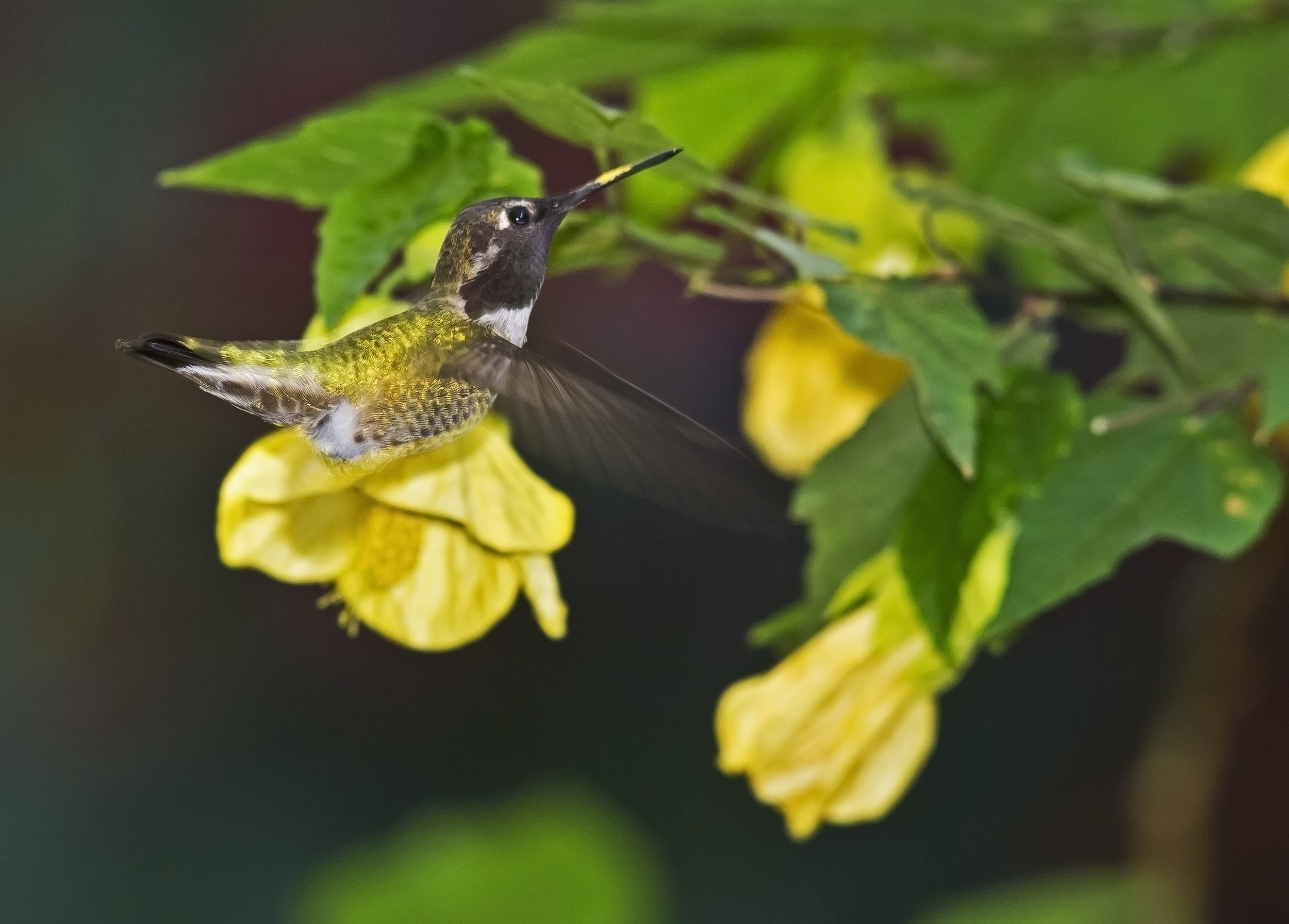 Anna's Hummingbird photo: Ed Stetson