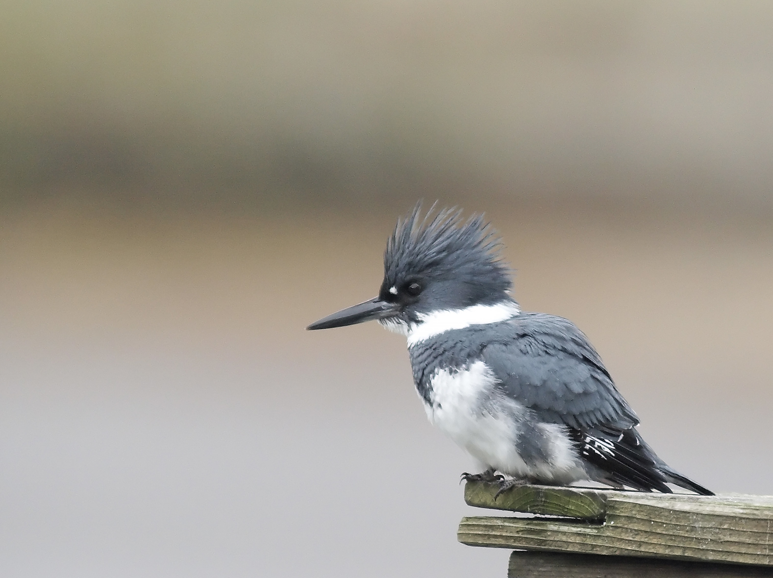 Kingfisher photo: Ed Stetson