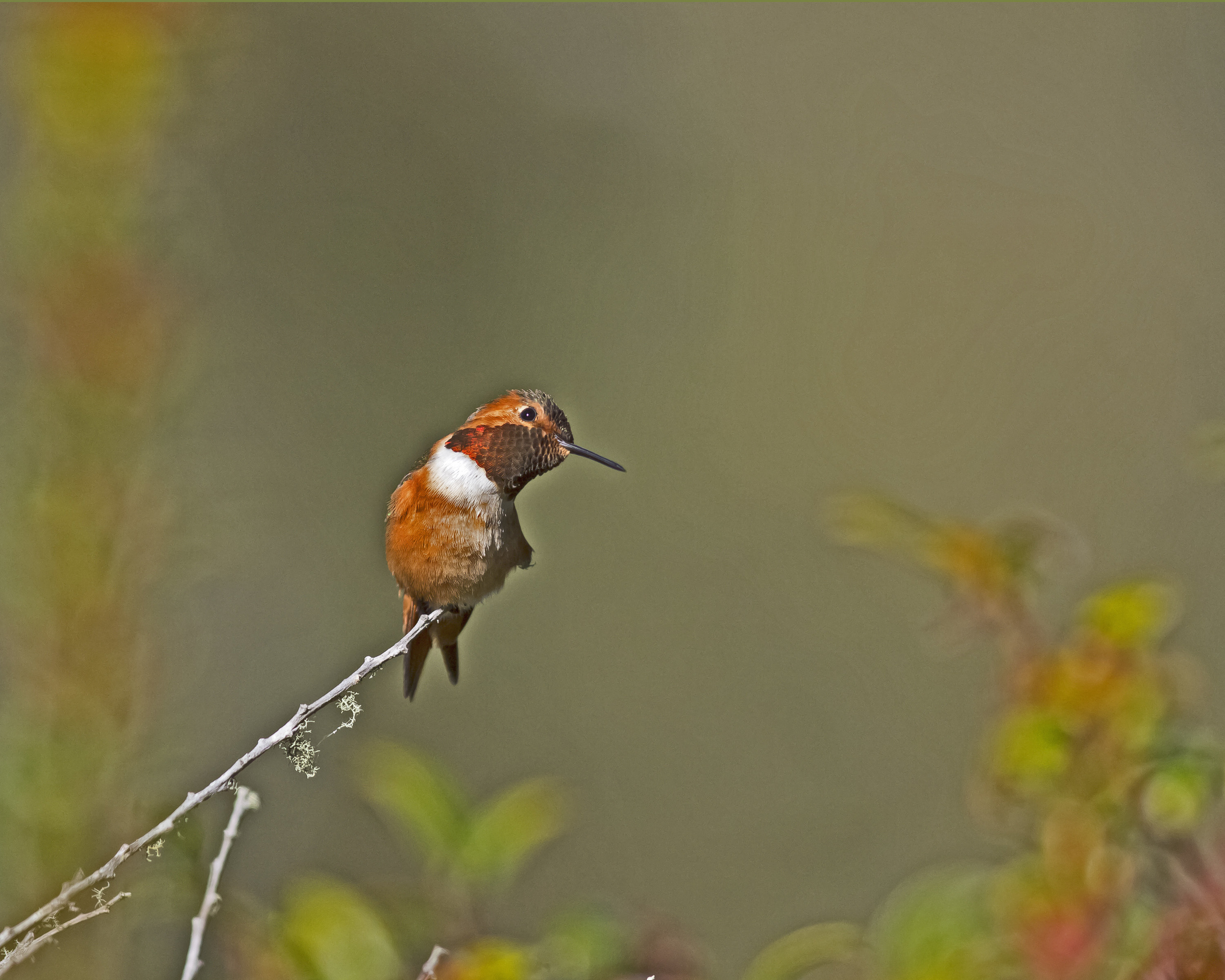Allen's Hummingbird photo: Ed Stetson