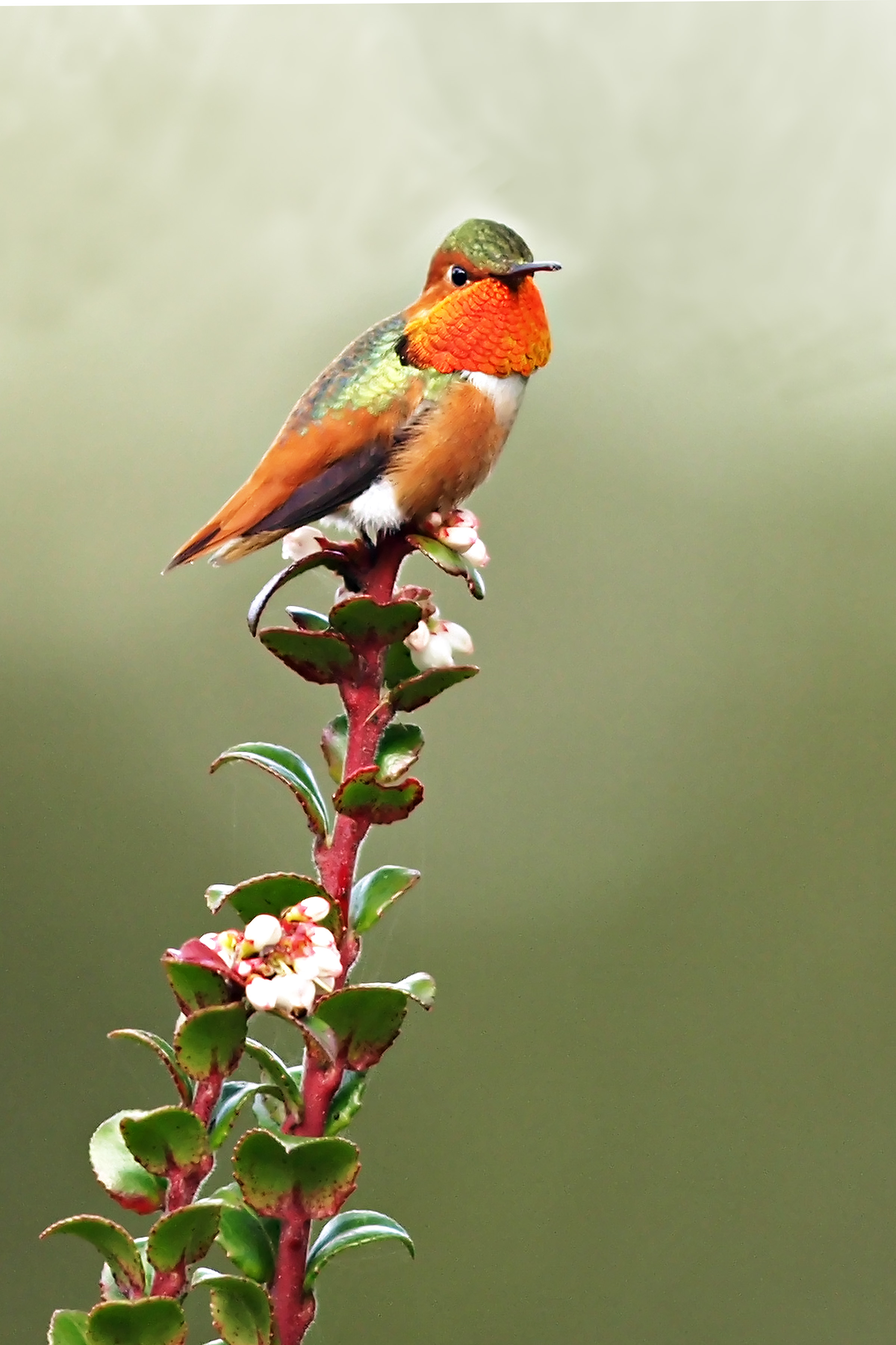 Allen's Hummingbird, photo: Ed Stetson