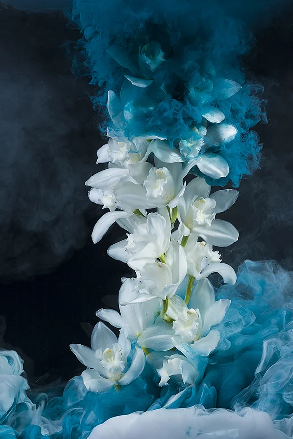 Cymbidium Orchid.jpg