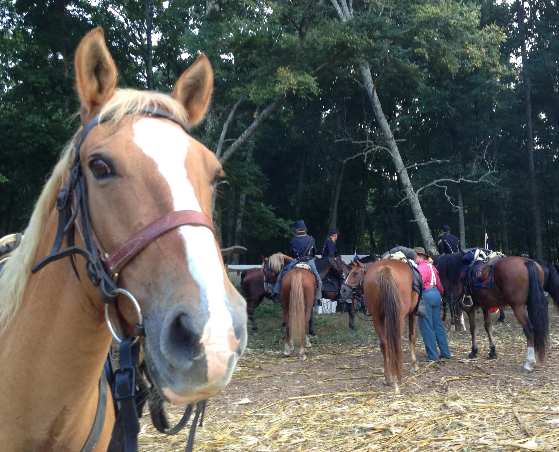 Junior, Appendix Quarter Horse gelding