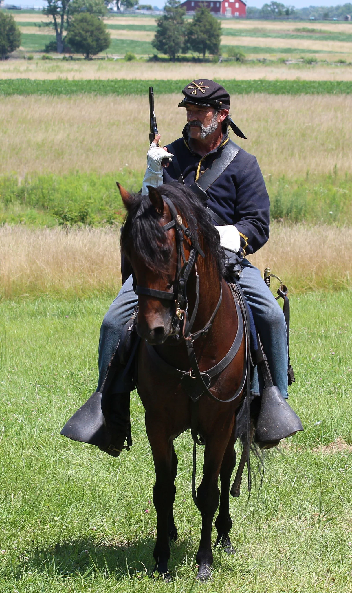 Duke, Morgan gelding