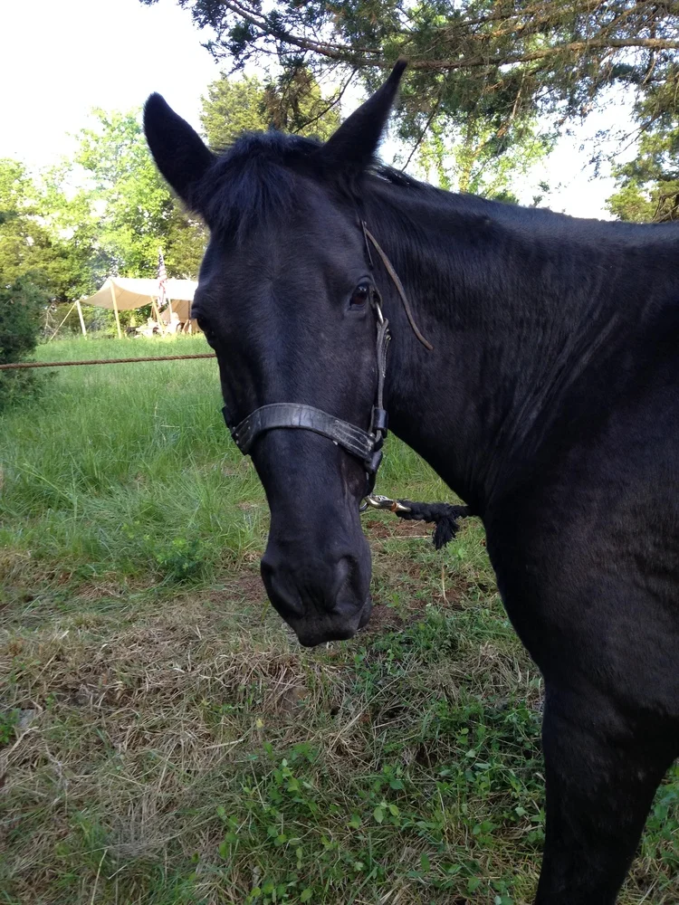 Pride’s Big Mac (Budster), TWH gelding
