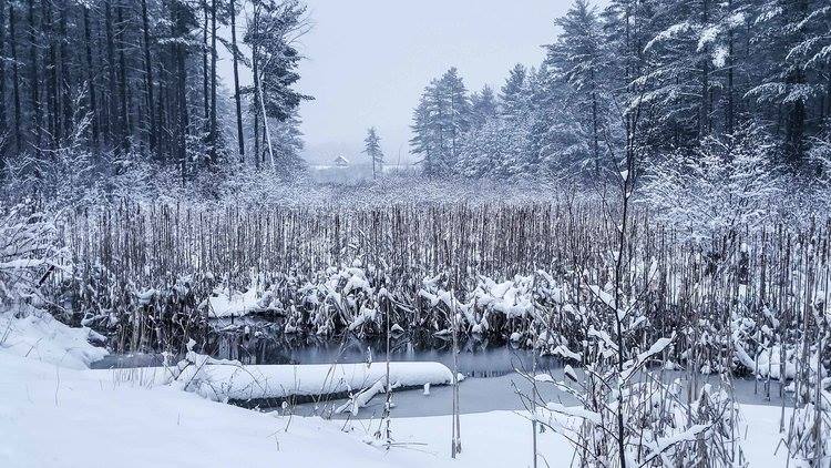 Bristol Pond