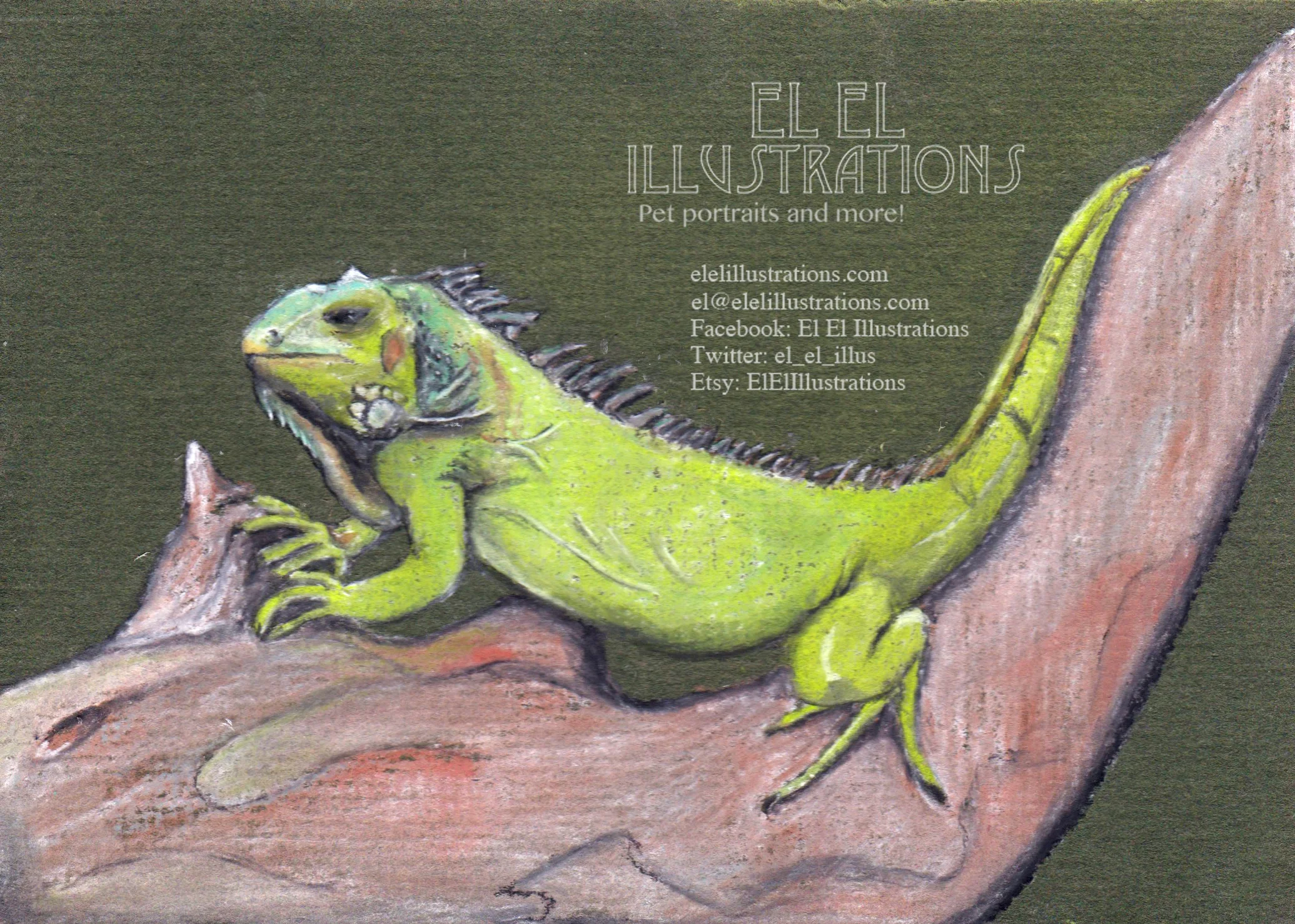 iguana.jpg