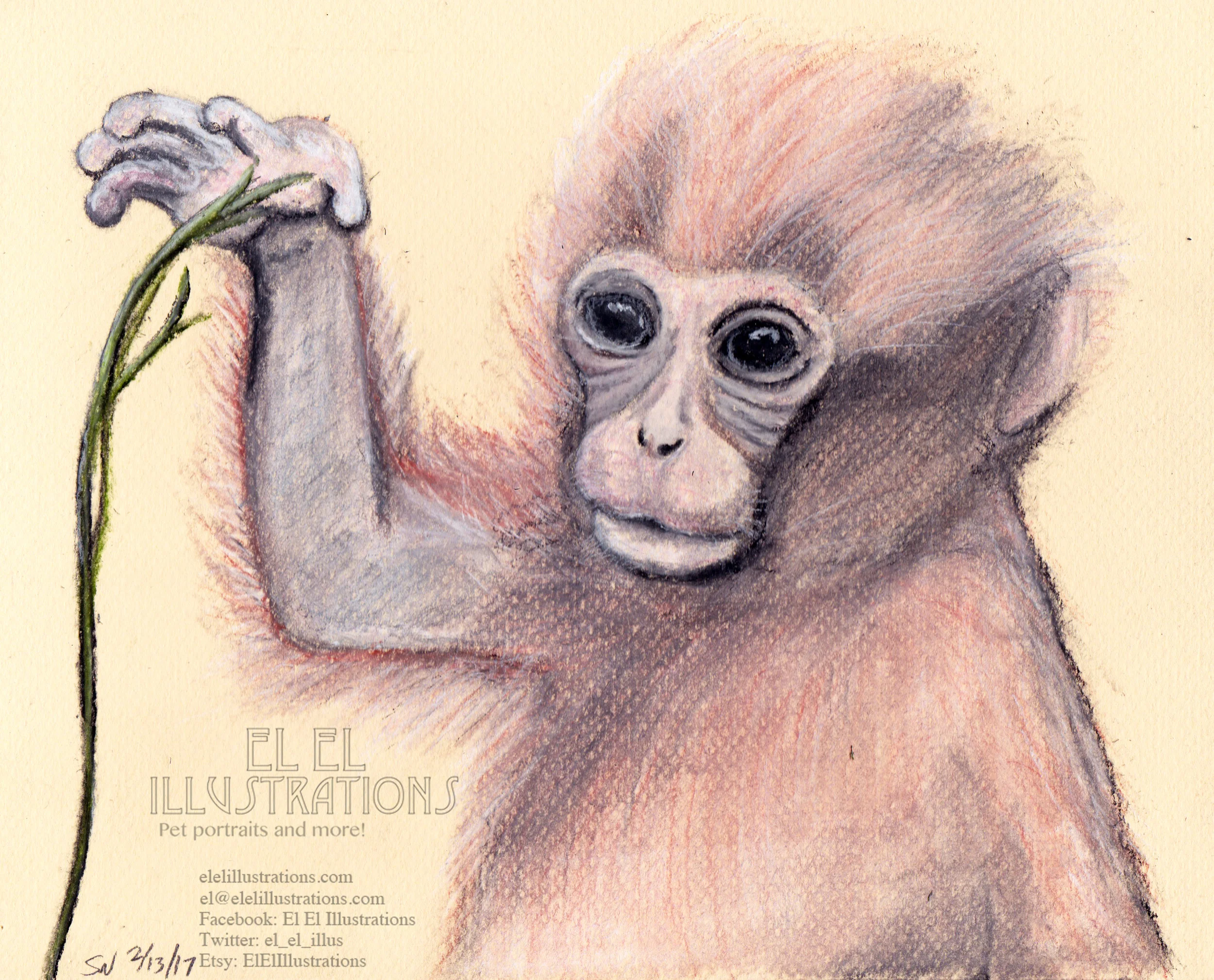 monkey.jpg