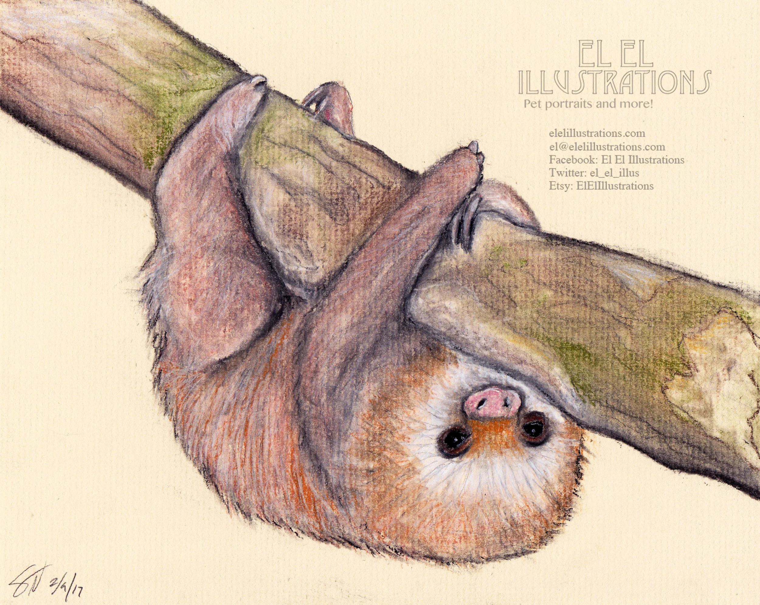 sloth.jpg