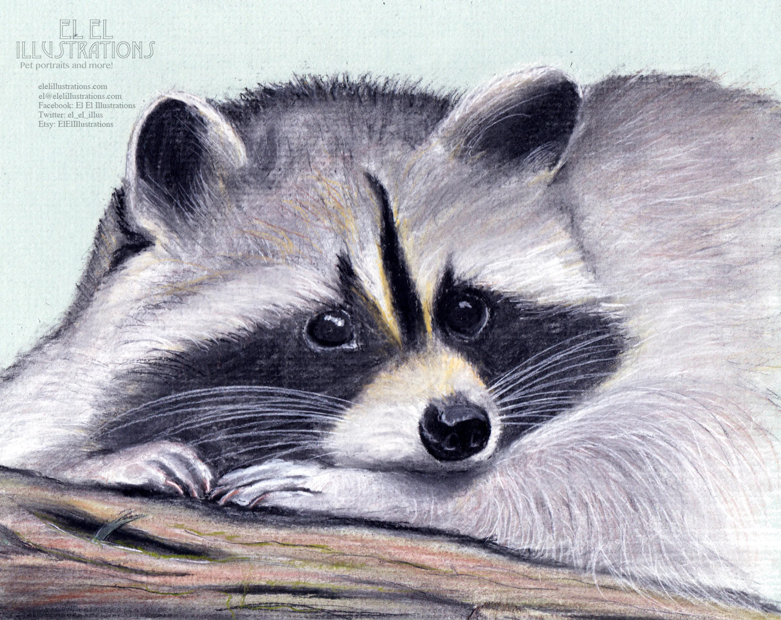 raccoon.jpg