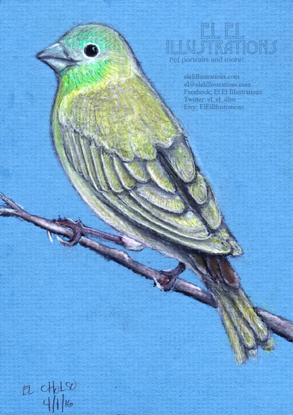 finch_edit.jpg