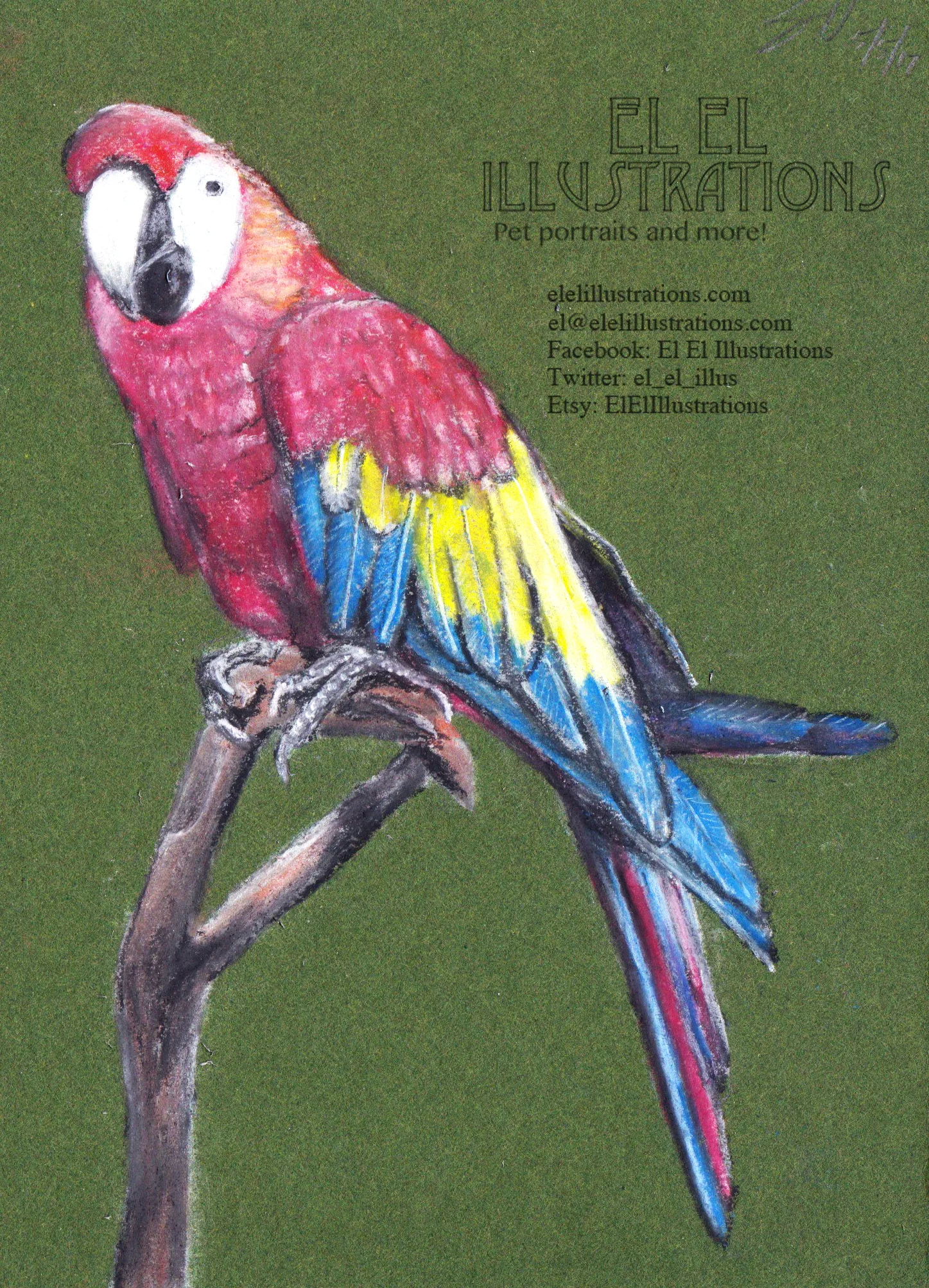 parrot.jpg