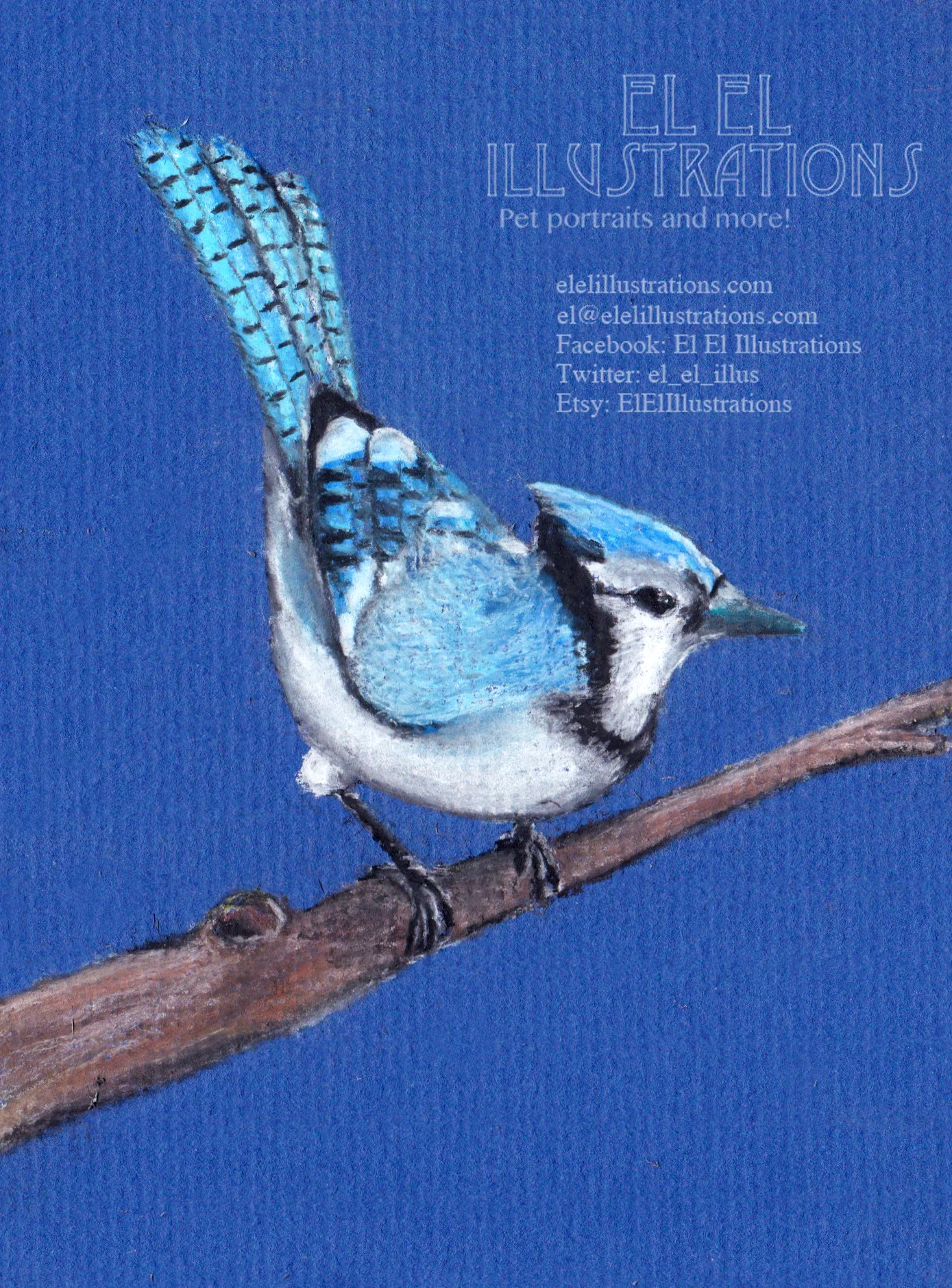 bluejay.jpg