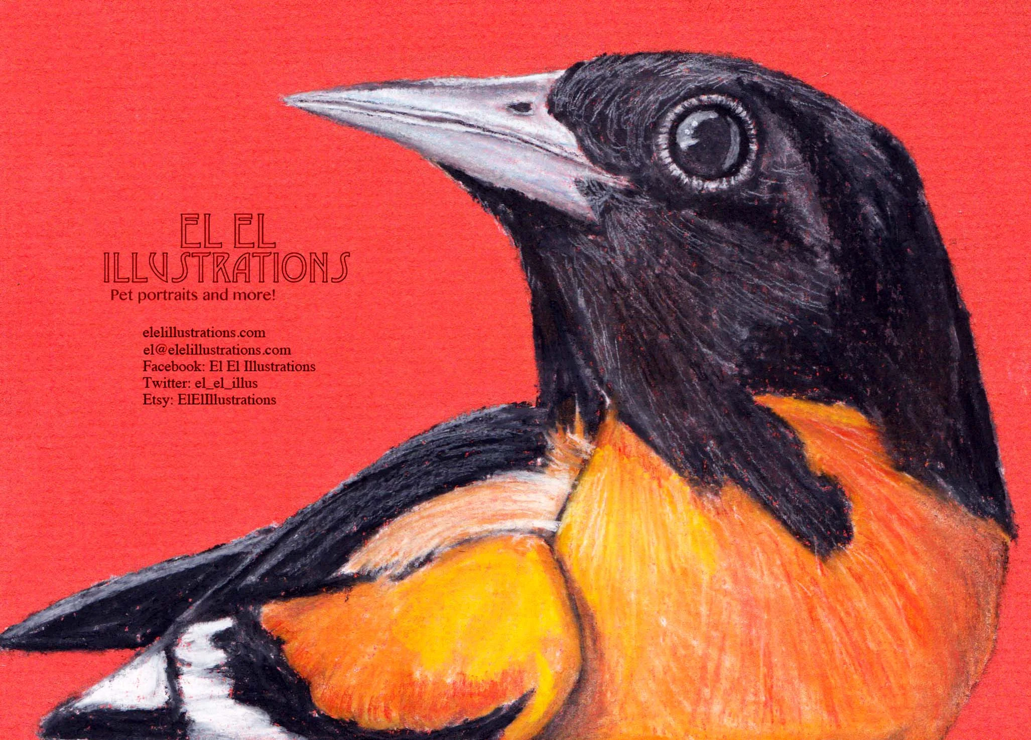 oriole2_wm.jpg