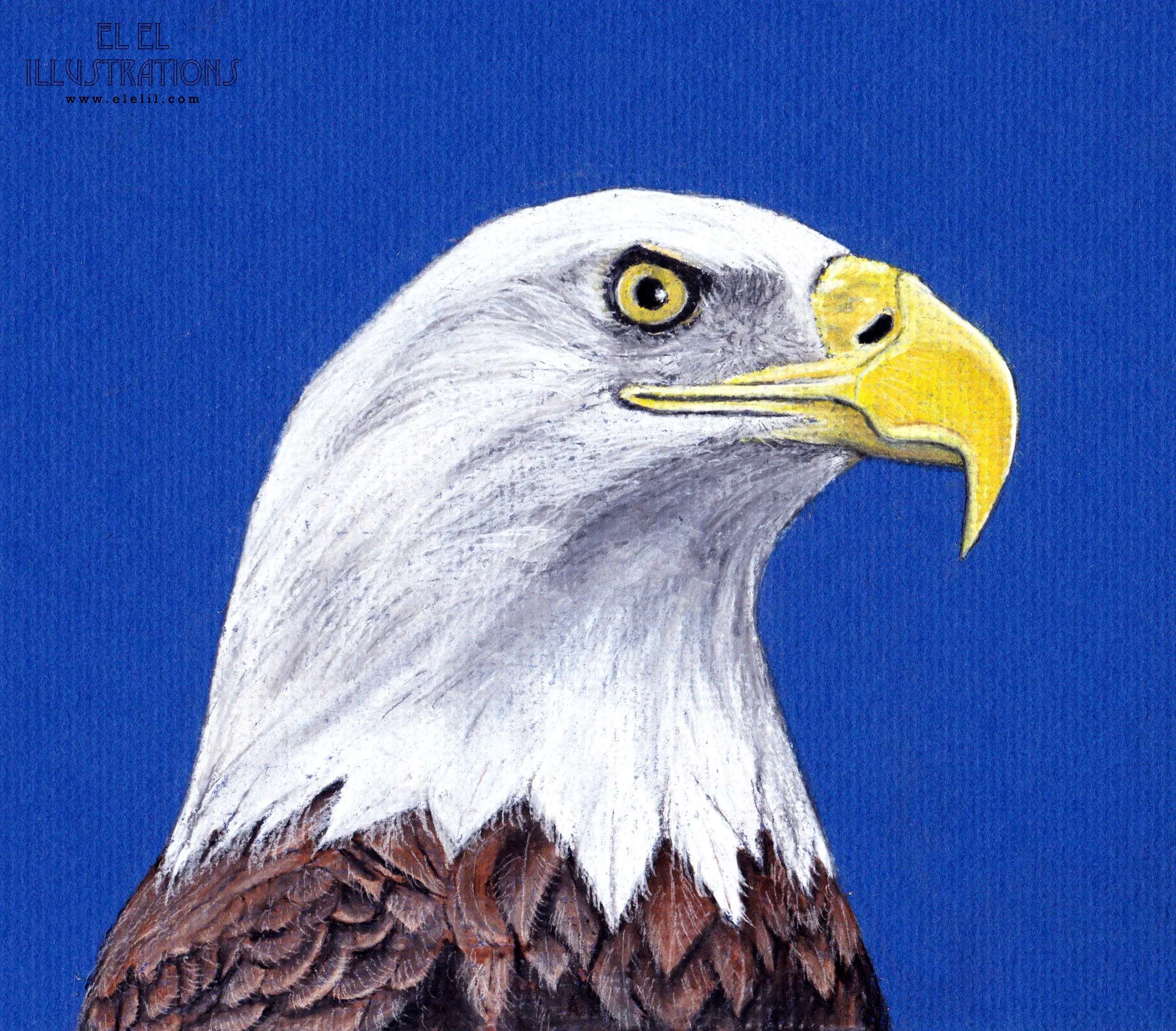 bird_baldeagle_wm.jpg