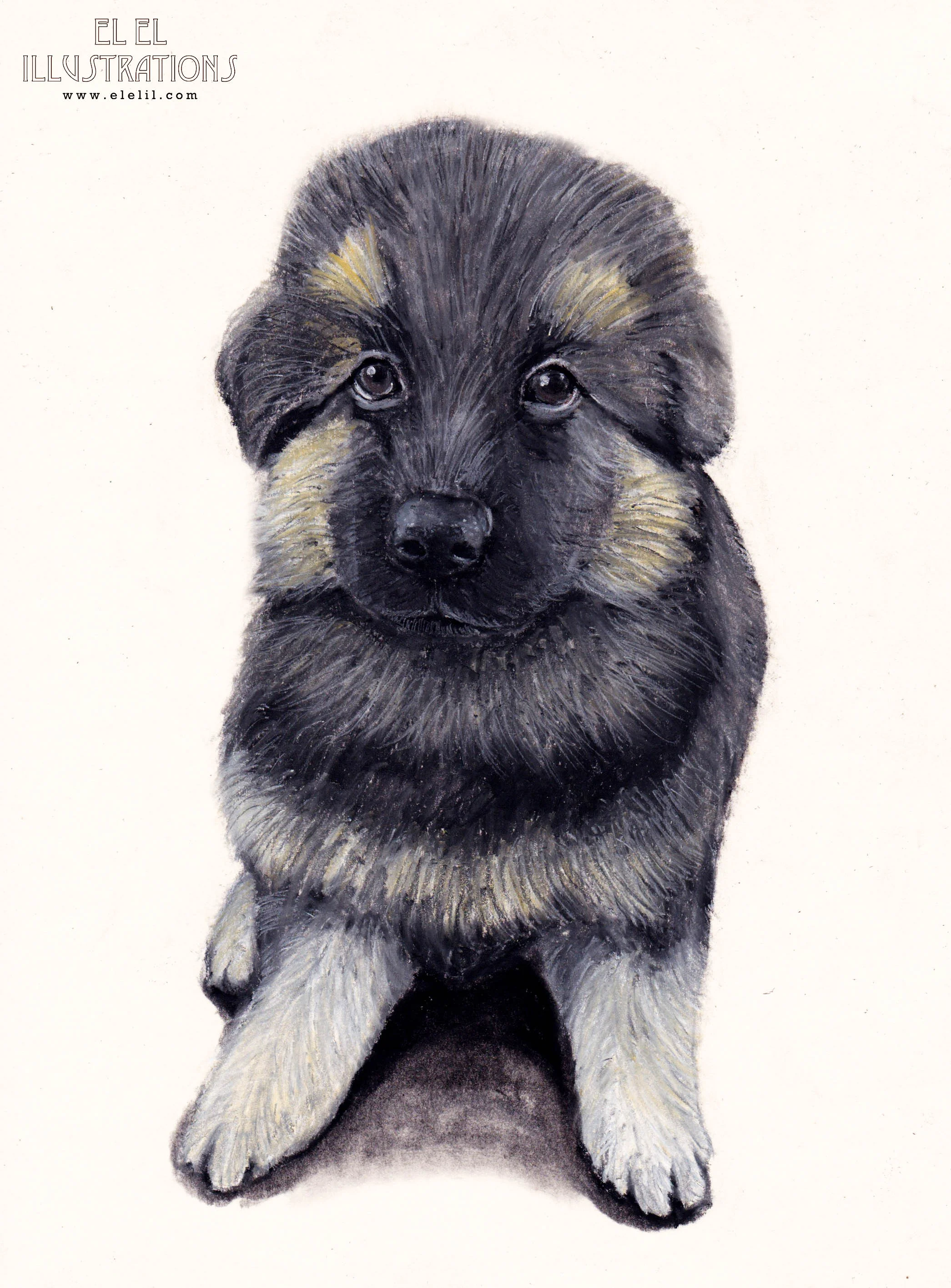 dog_brownpup_wm.jpg
