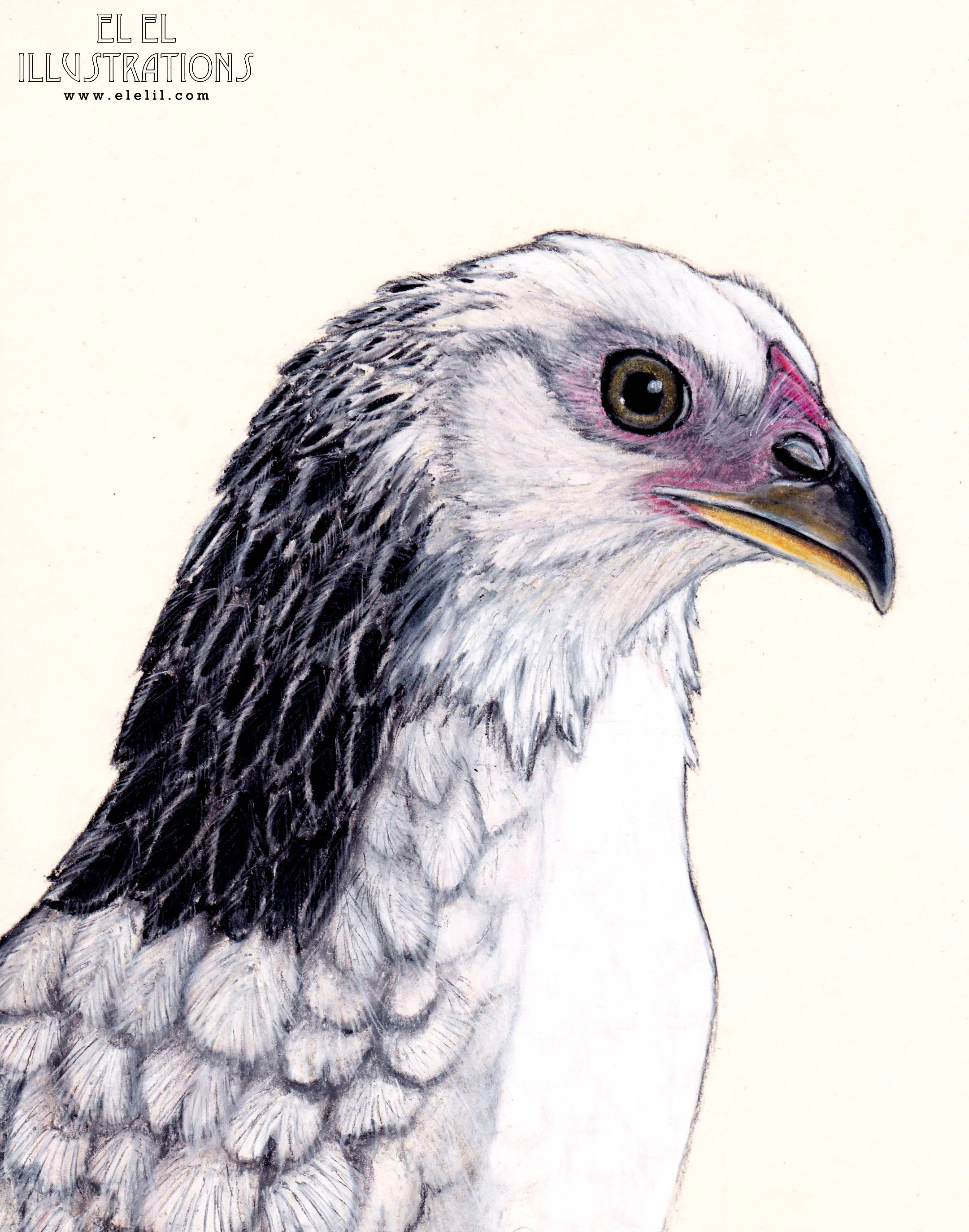 bird_chicken_tiny_wm.jpg