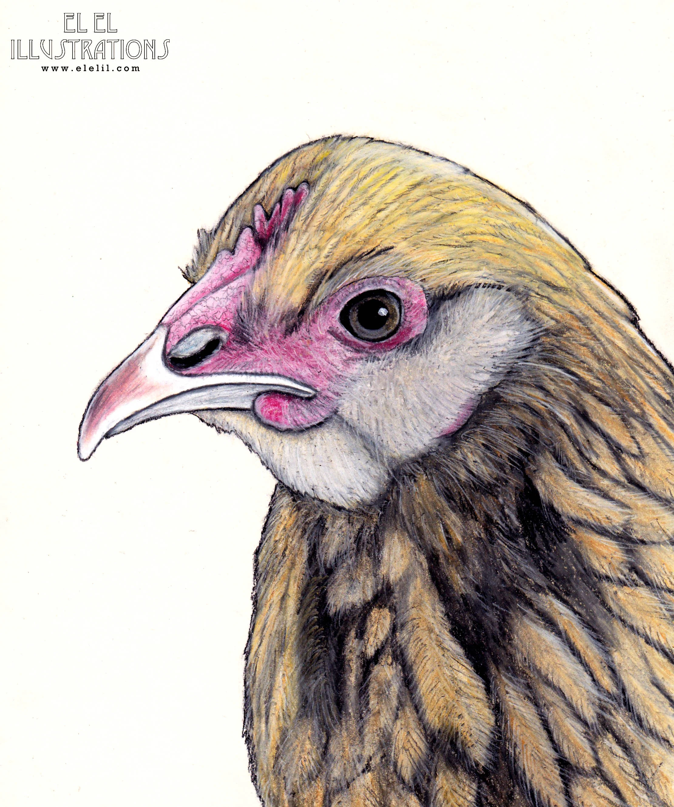 bird_chicken_sandra_wm.jpg
