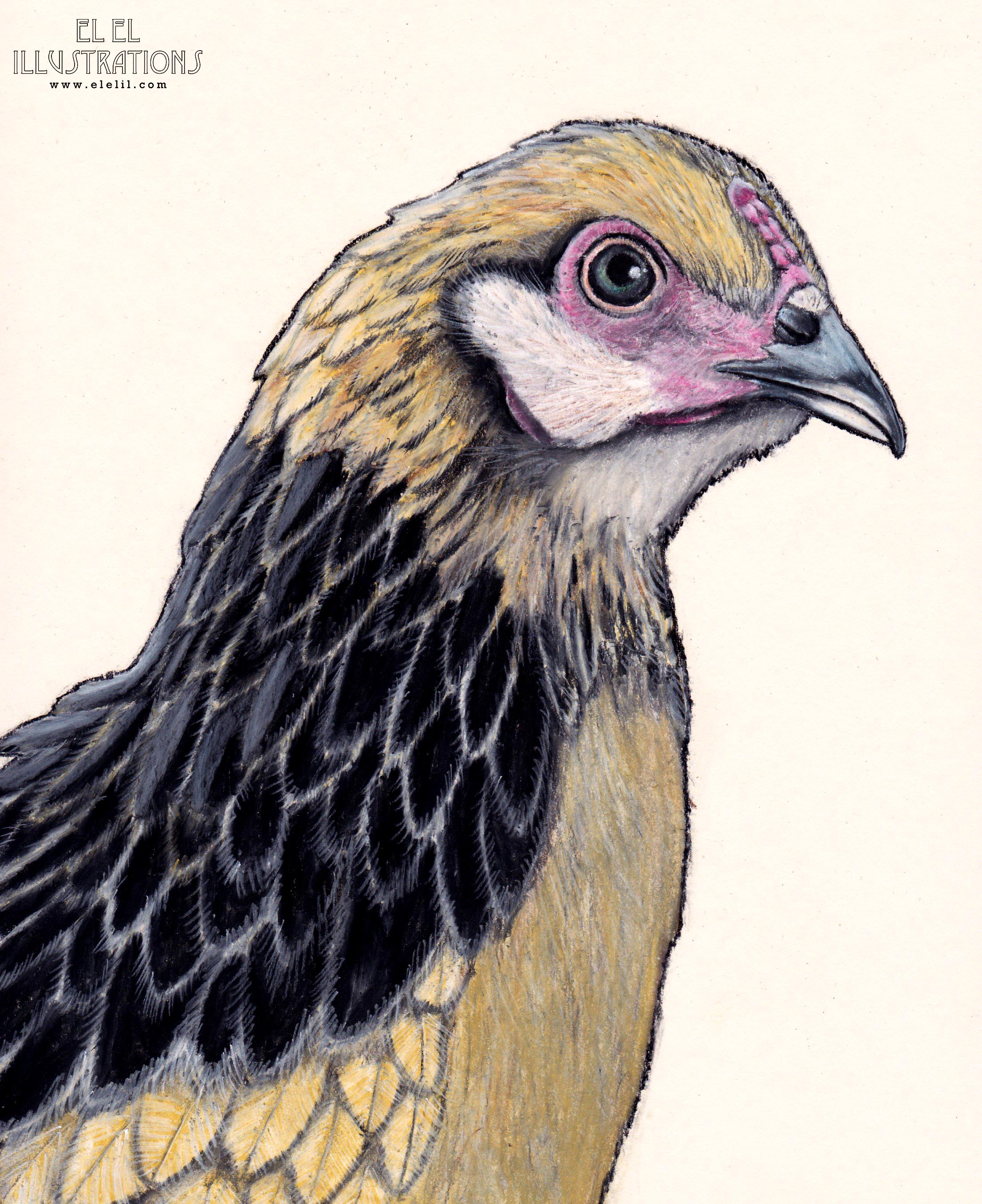 bird_chicken_ruth_wm.jpg