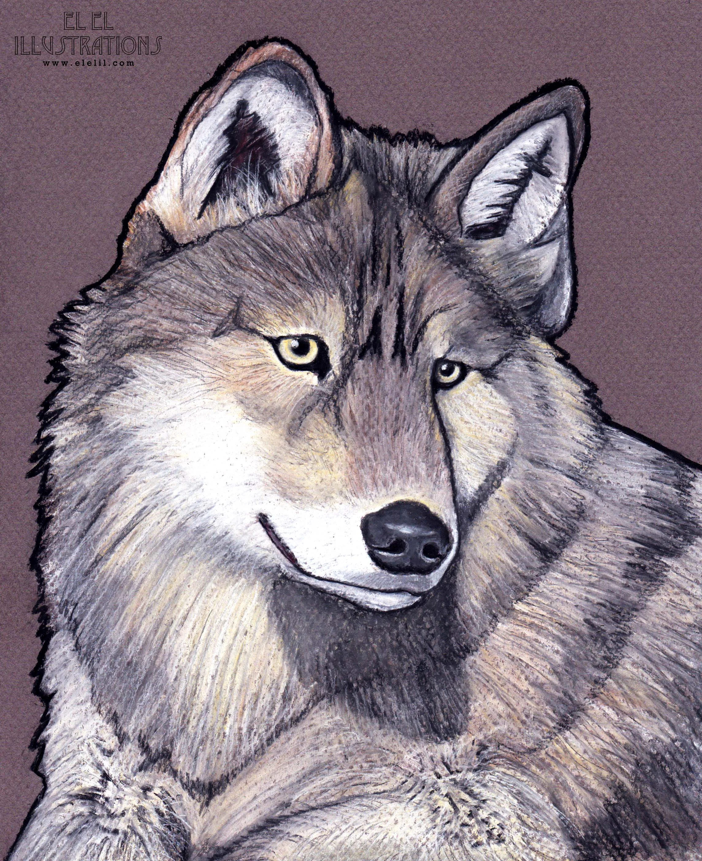 dog_wolf_wm.jpg