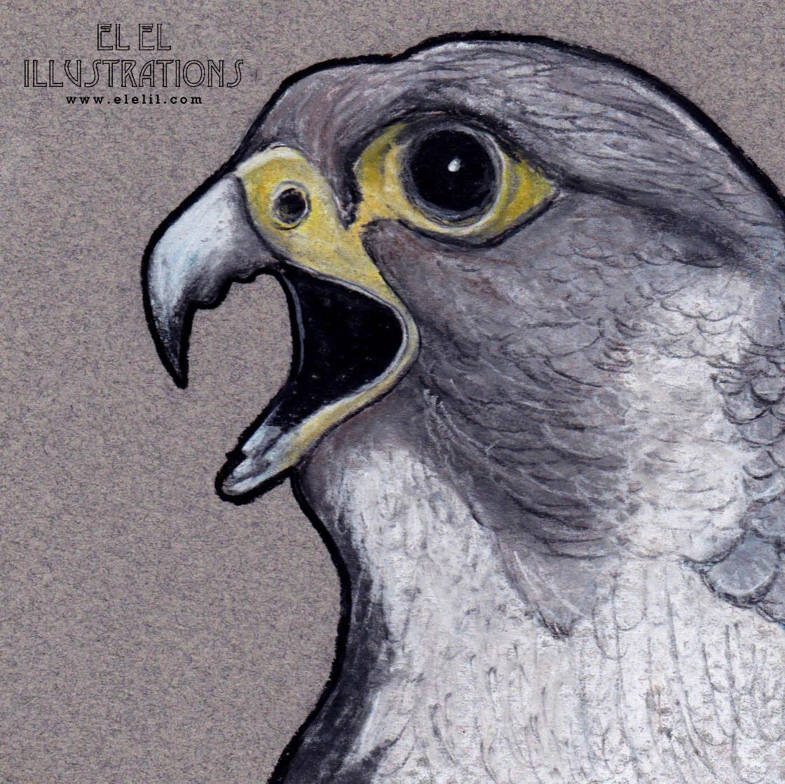 4x4_bird_hawk_wm.jpg