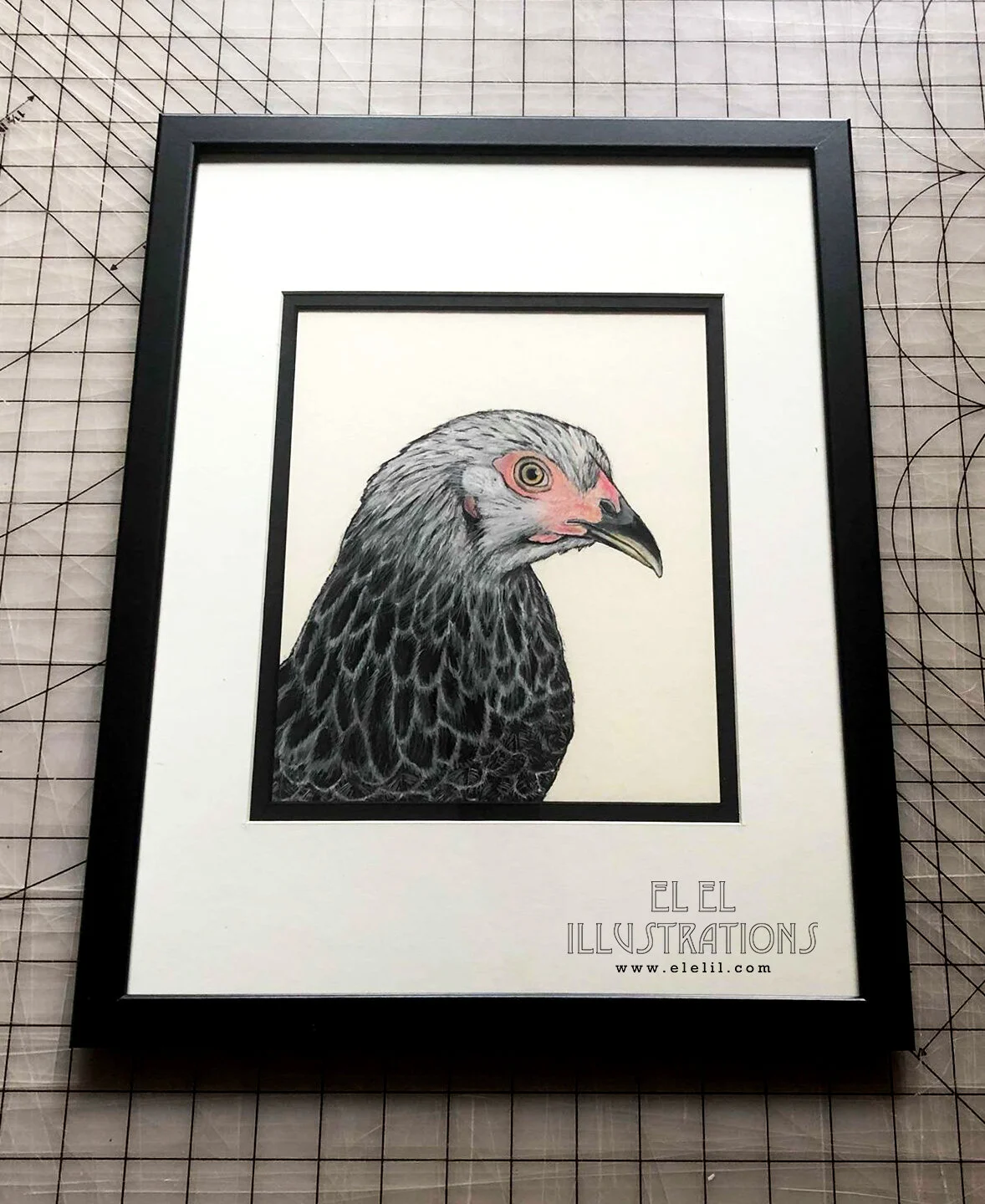 bird_chicken_cortez_frame.jpg