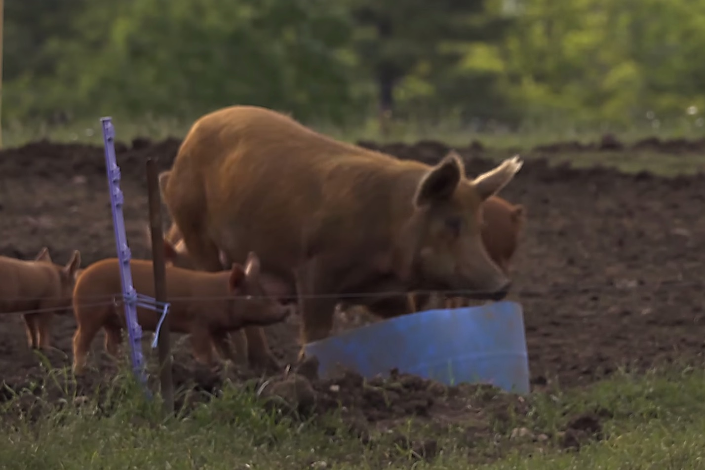 Harley Farms Regenerative Acgriculture Natural Grass Fed Humane High Welfare Pork Beef Lamb