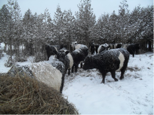 coming_ton_their_hay.png