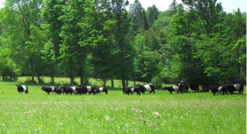 on_pasture_in_july.png